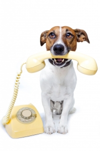 phone-dog-11993934_l
